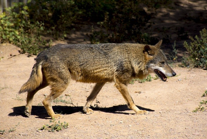 Iberian Wolf - Terra Natura Murcia