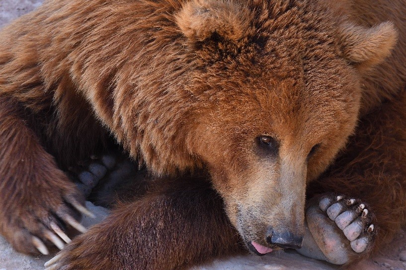 Brown Bear - Terra Natura Murcia