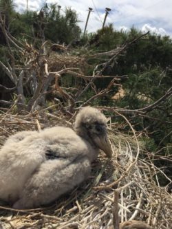 El nacimiento de un marabú, hito europeo en Terra Natura Murcia