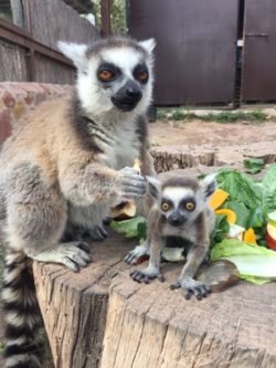 La colonia de lémures de Terra Natura Murcia alcanza la tercera generación