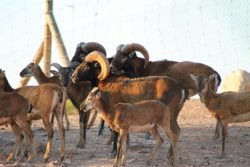 Cinco crías de muflón nacen en Terra Natura Murcia