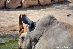 Todo lo que puedes aprender del rinoceronte: así es uno de los animales más místicos de la sabana