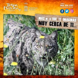 ¡Hola diciembre, mes del lince ibérico en Terra Natura Murcia!