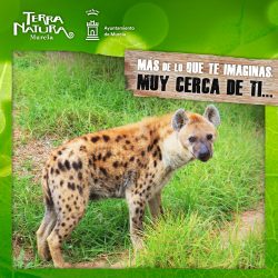 ¿Conoces las peculiaridades de la hiena moteada?