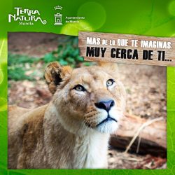 Mes de abril, mes del león en Terra Natura Murcia