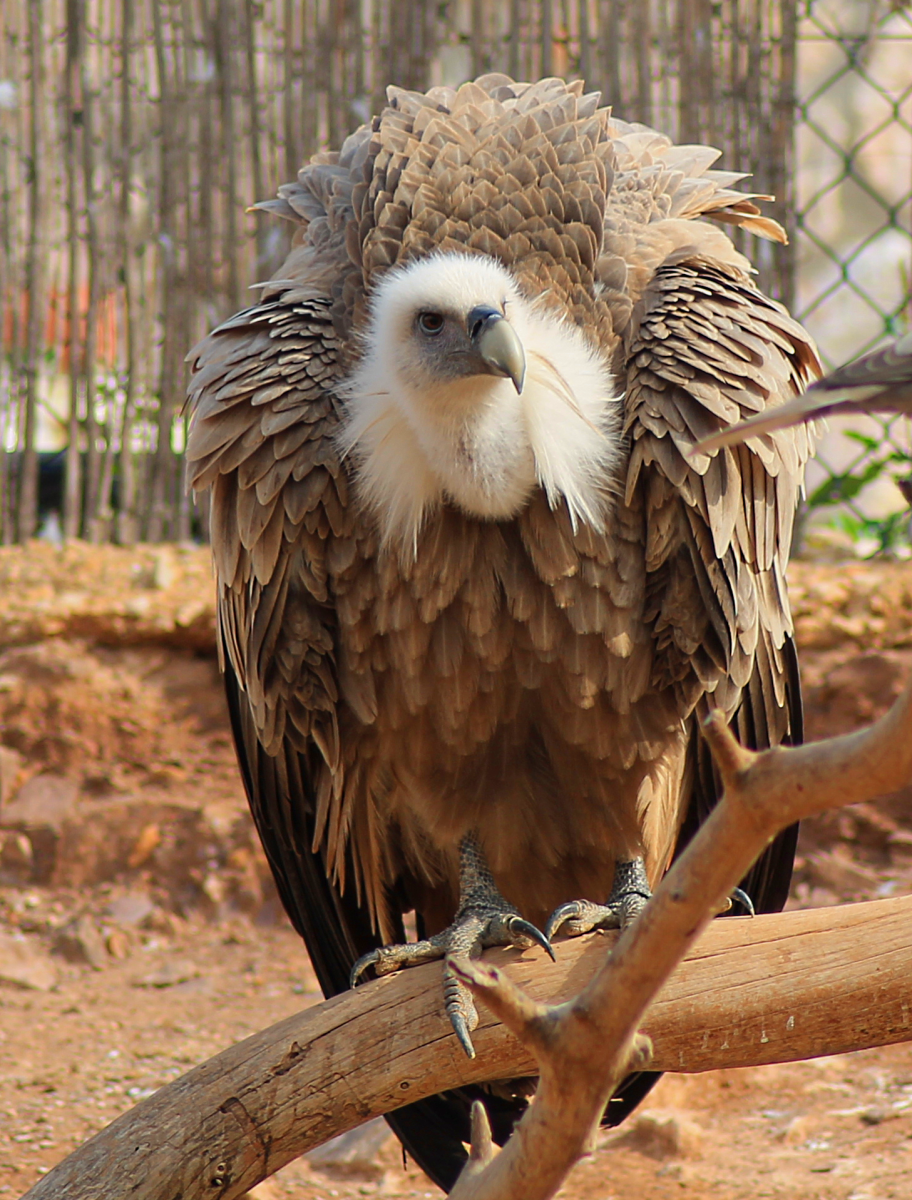 Buitre leonado, una de las aves más grandes y longevas de la Península  Ibérica - Terra Natura Murcia