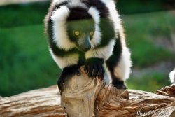 Lémur vari: conoce a uno los primates más ruidosos del mundo en Terra Natura Murcia🌿
