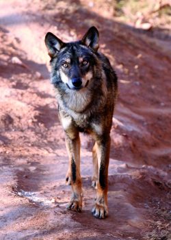 Conoce al lobo ibérico: un animal atlético capaz de recorrer hasta 100 kilómetros al día🐺