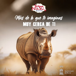 Rinoceronte blanco, un mamífero con un cuerno a prueba de enfrentamientos🦏🌿