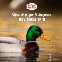 El azulón, el antepasado de los patos domésticos🦆