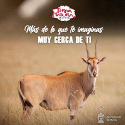 Eland, un antílope que se adapta al calor del entorno 🌞