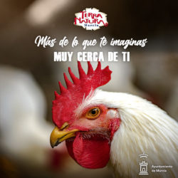 La gallina enana, una especie popular en todo el mundo🐓💗