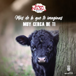 🐮La vaca enana, un animal dócil que ha aumentado en popularidad🐮