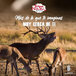 El ciervo y la berrea, un espectáculo que sale a escena en otoño