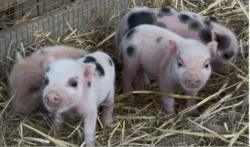 ¡Sumamos doce ejemplares de cerdo enano a nuestra Granja de Tommy!