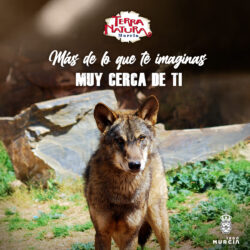 Terra Natura Murcia recibe dos ejemplares de lobo ibérico exclusivos de la Península