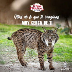 El lince ibérico, un símbolo de la fauna mediterránea que renace