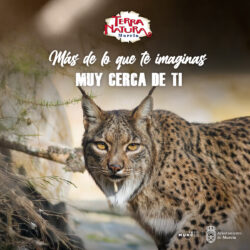 El lince ibérico, emblema de la conservación en la península ibérica