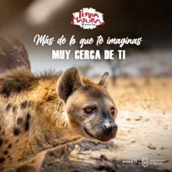 🐾 La hiena, un depredador clave en el equilibrio natural