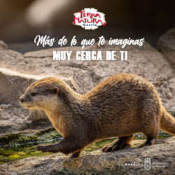 La nutria, agilidad y vida en los ecosistemas acuáticos